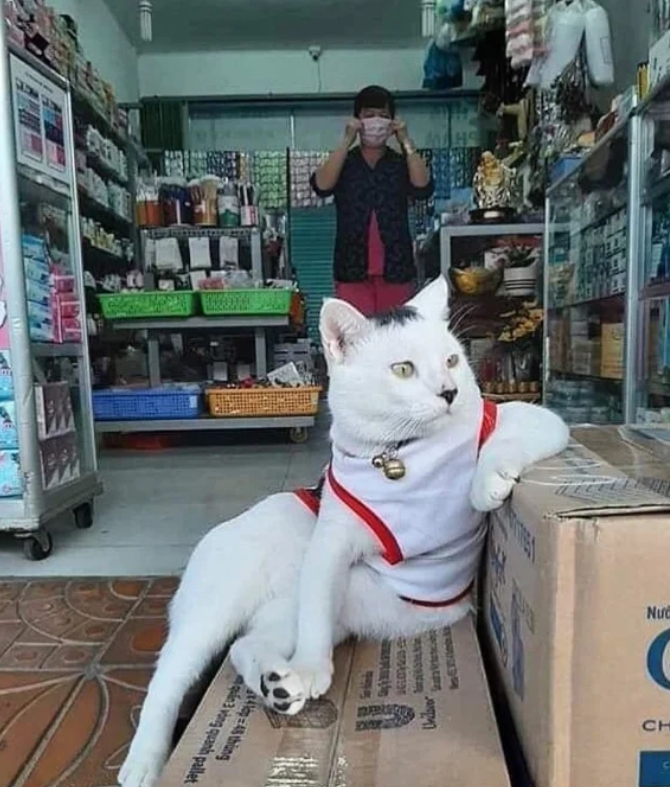 有小卖店的猫果然不一样！姿势都这么销魂！

霸道总裁猫咪果然不一样！睡觉姿势都这