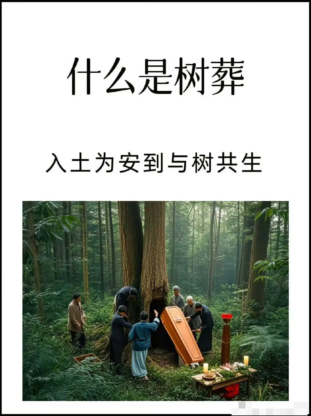 大S树葬的原因