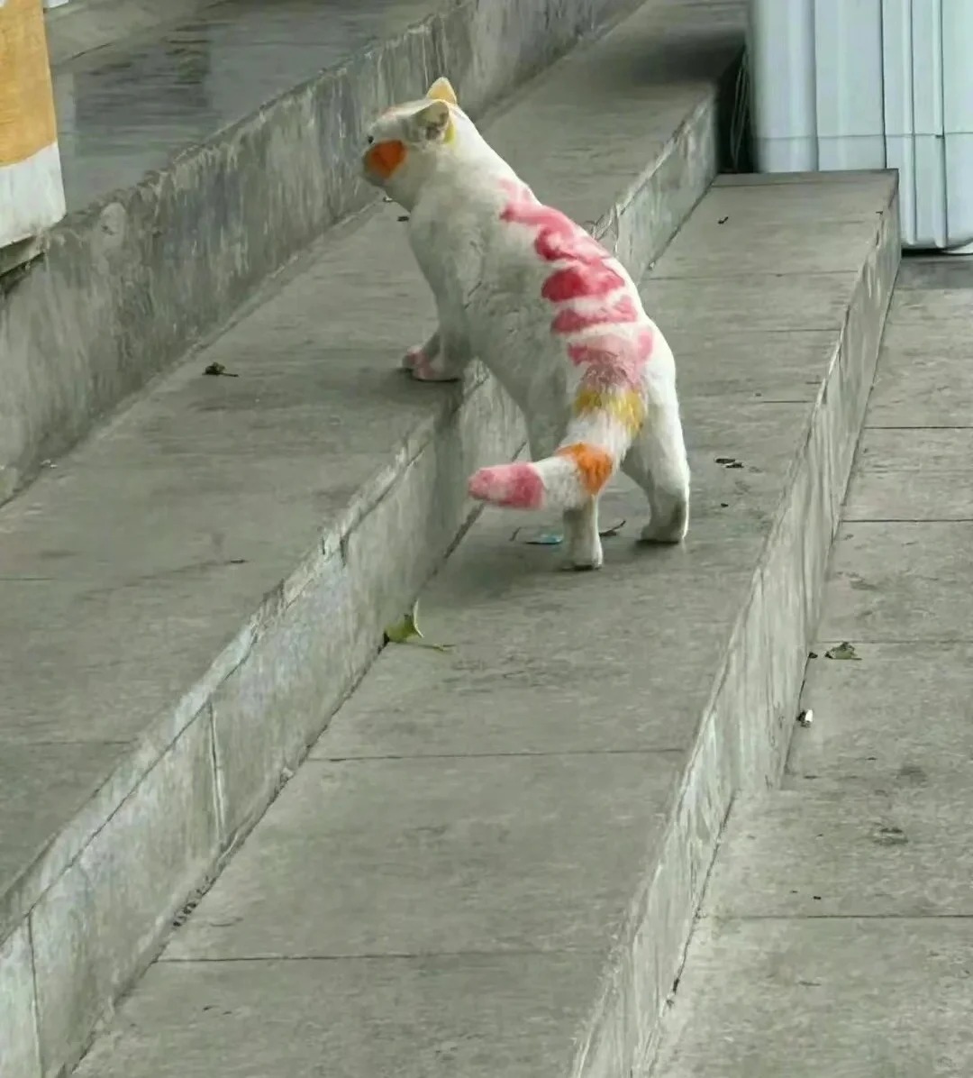 看到网友发的咪咪，眼睛尿尿了
起初很震惊不理解为什么要把白毛涂成这样
后来了解到