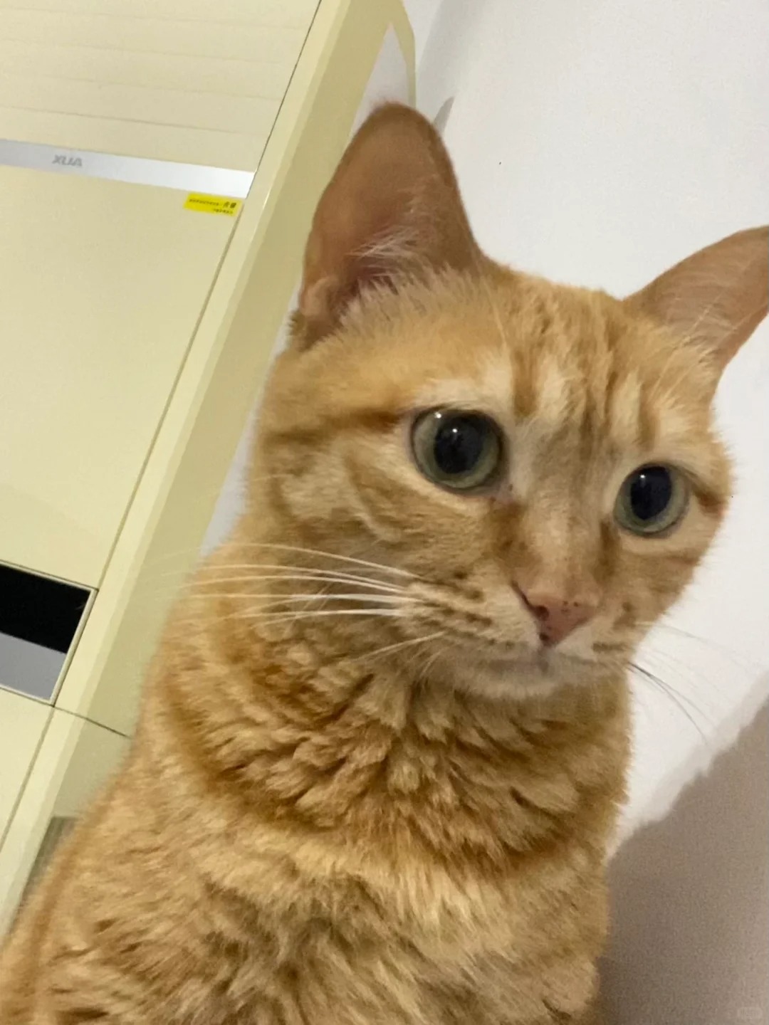 听说母橘很少见，想看看大家的橘猫…
我家妹妹体重一直维持在7斤
是不是女孩子体重
