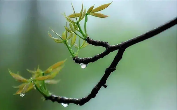 在诗词中邂逅春雨