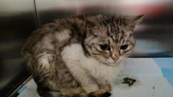 浙江也有只“石头猫”，因一张CT走红，见过它的人都哭得一塌糊涂