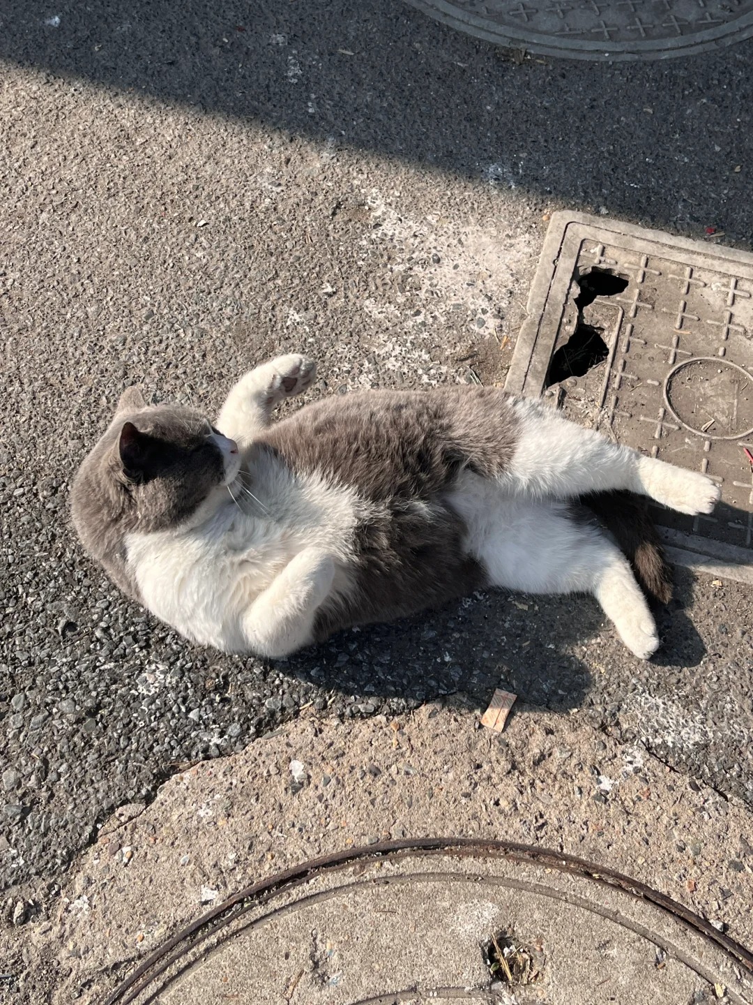 这只猫好可爱🐈‍