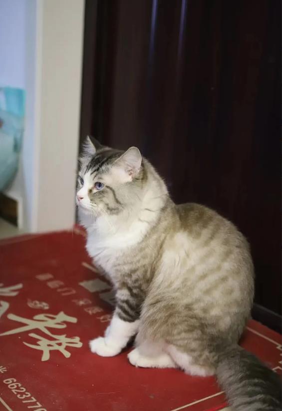 陕西西安，女子在猫咖与猫互动时，被猫抓伤，猫咖经营者不予理赔。女子告上法庭，索赔