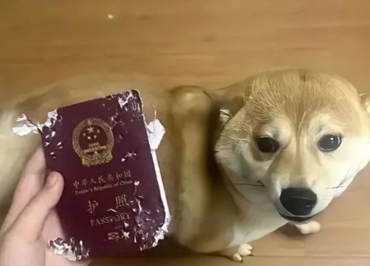 我今天想打狗，没意见吧！