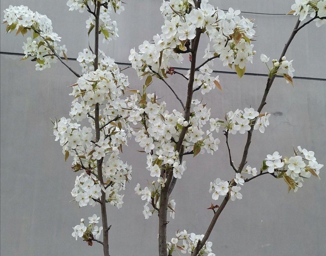 






春风过时，梨花满树，花色洁白淡雅，如同白雪，不与百花争艳，独自散发