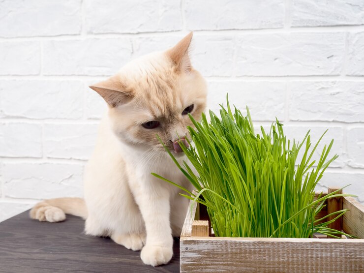 你有没有遇到过这样的困惑：猫咪吃了猫草，结果毛球没吐出来，猫草倒是被嚼得干干净净