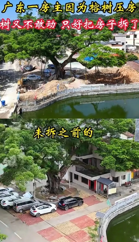 在广东就有一户人家因自已的房子被榕树压着大门，又不能砍树，只好把自已的房拆了 。