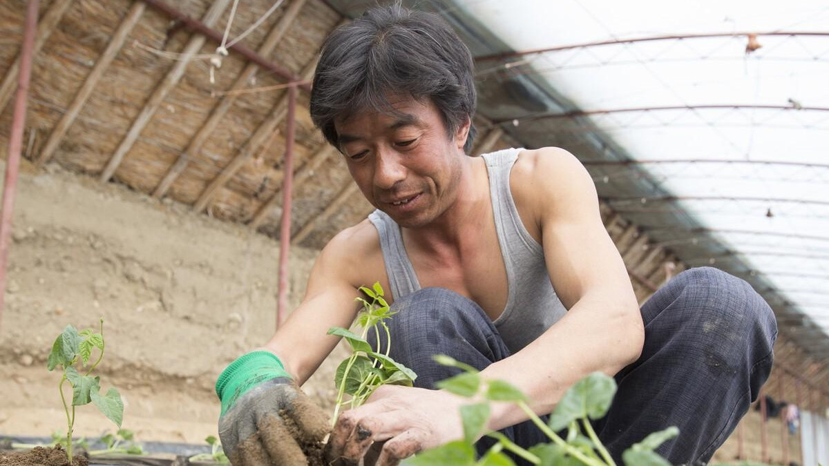 育苗注意这4点，菜苗长得就是不一样！