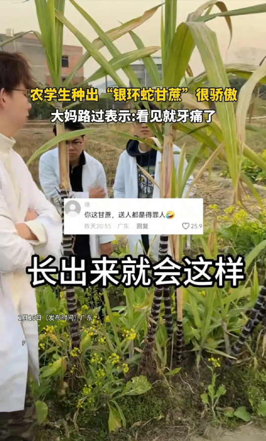 农学院的大学生种出了银环蛇甘蔗，特别骄傲，没料到路过的大妈直说节子太密，看着都牙