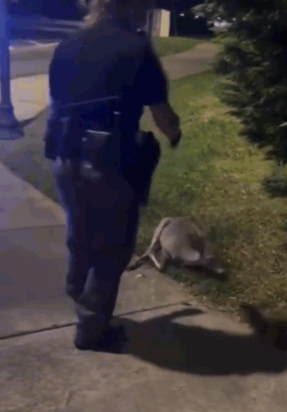 所谓美式拯救，就是只救那一只被导演选中的阿猫阿猫或是阿大兵！其余的生命统统不在被