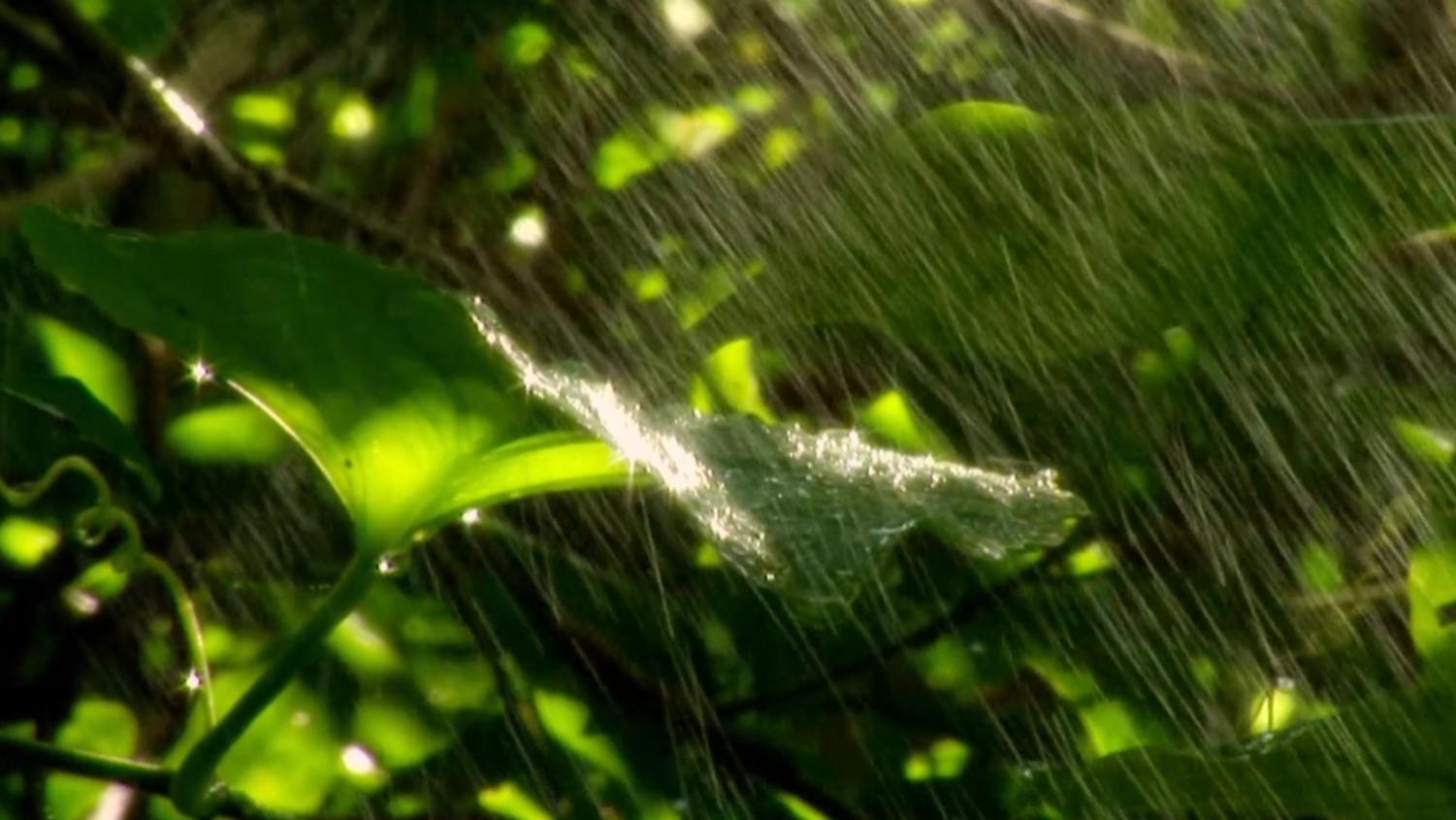 从盘古开天地到鲸落万物生：一个跨越时空的联想