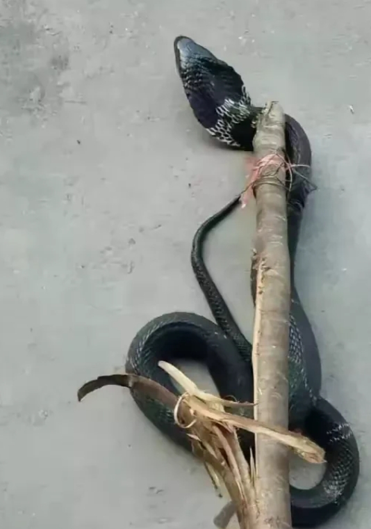 被这个蛇咬了，该怪什么科？？