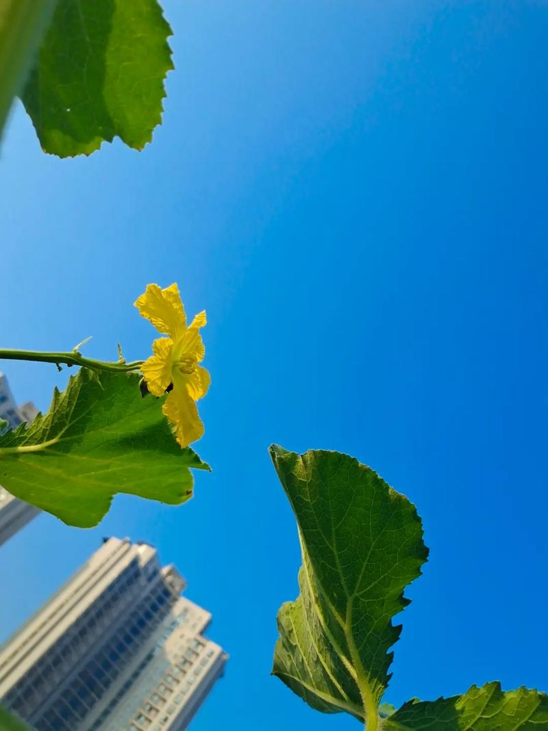 这边刚跟老公吵架，那边婆婆晕乎乎的倒在地上。
老婆看向老公，淡定的说。
“打12