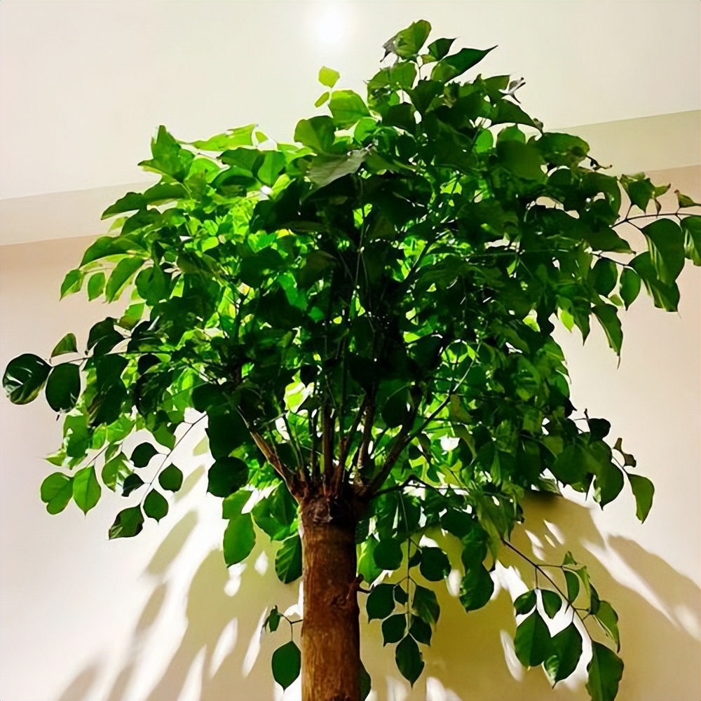 客厅里面应该放什么种类的植物？
