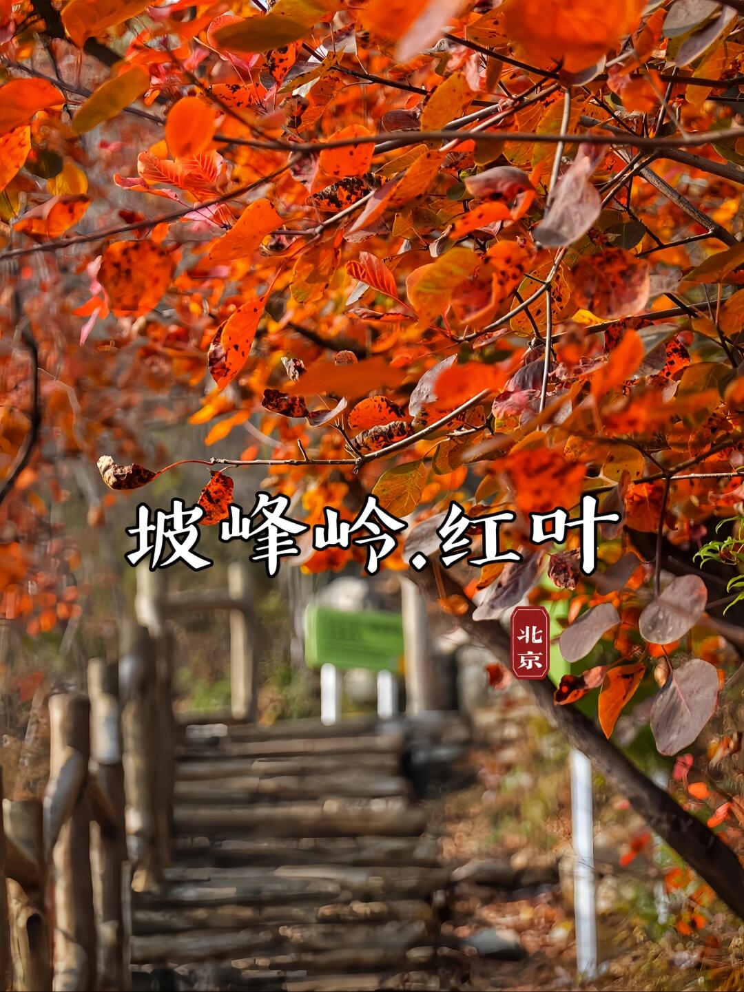 挑战全网！坡峰岭千亩🍁