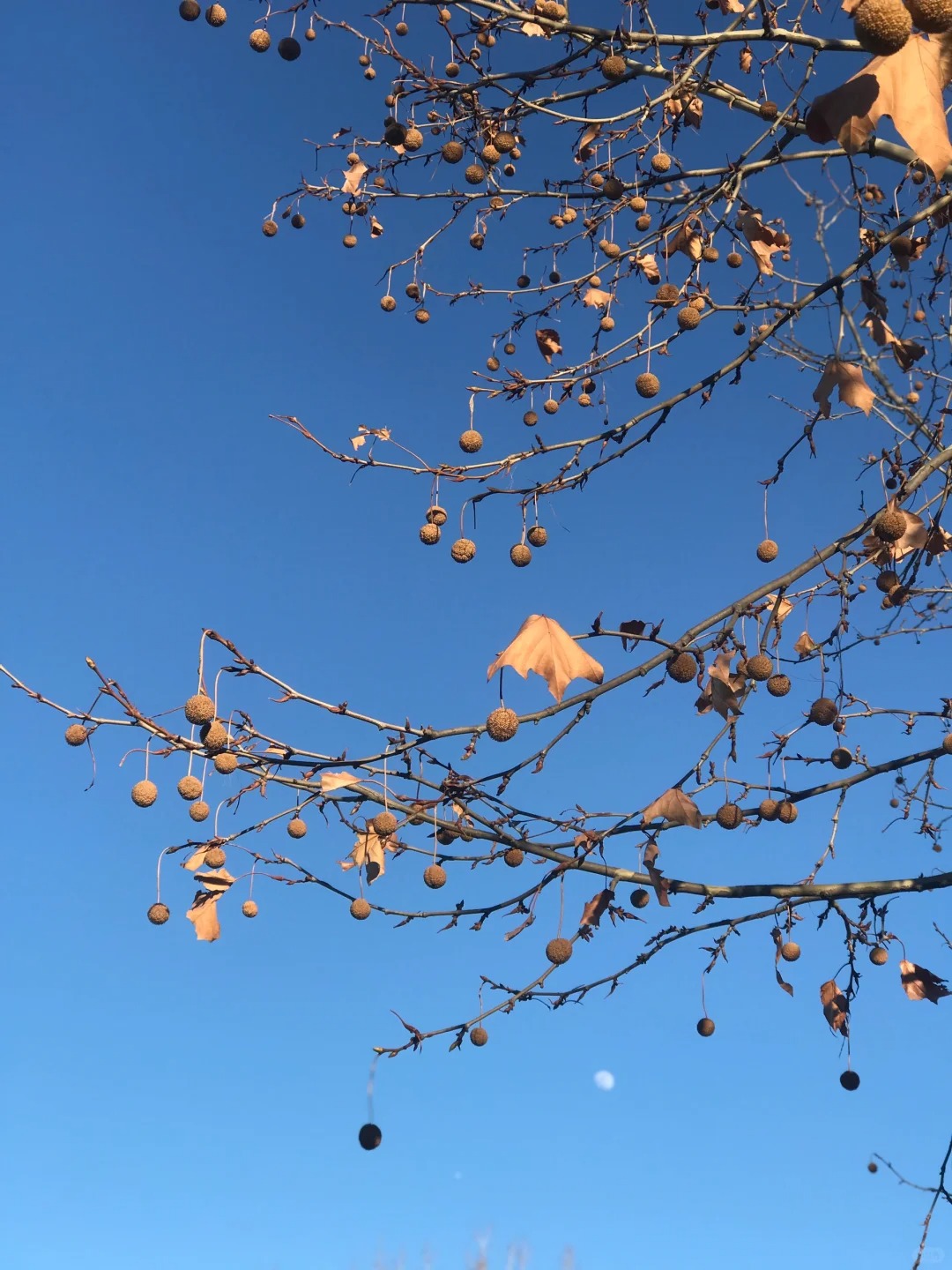 难怪你还叫悬铃木
像铃铛的枯叶
悬挂的一堆小球
风吹时哗啦啦的摇

春夏秋天是法