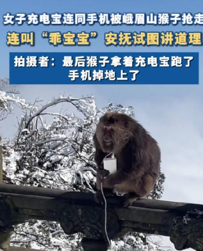 女子手机被猴子抢走喊乖宝宝求还回