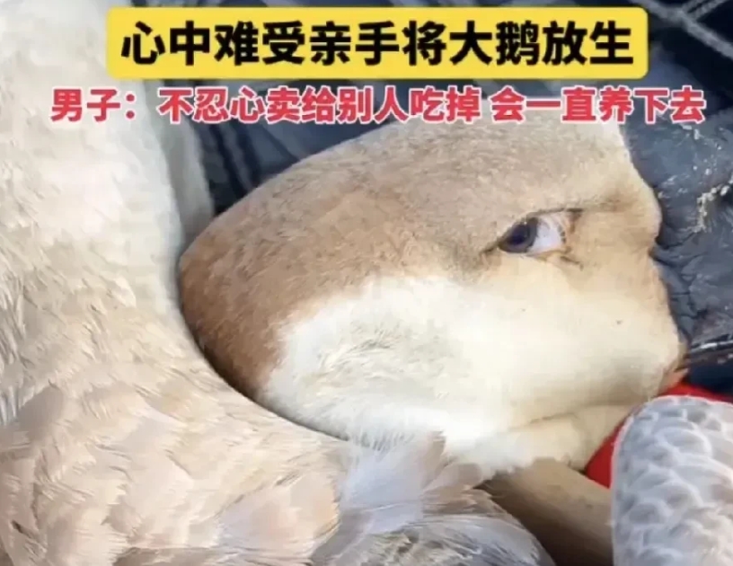 广东有个年轻小伙，家里养了好些年的大鹅，那天想着拉去市场卖。刚卖掉，大鹅一扭头，