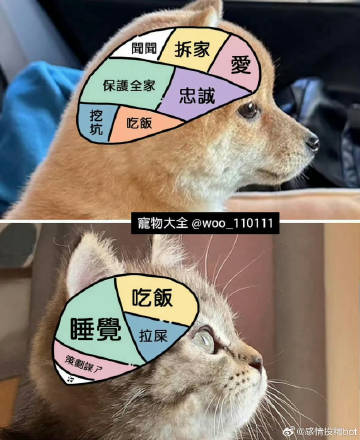 小狗和小猫的区别：