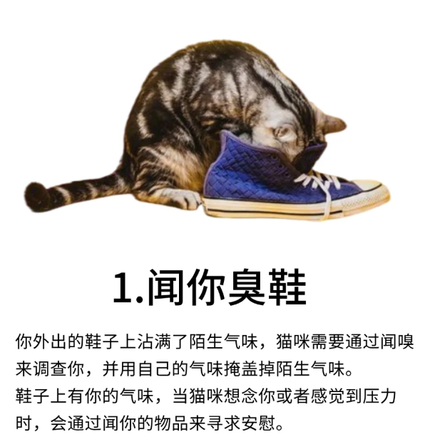 猫咪的奇葩行为！你家猫咪有吗？