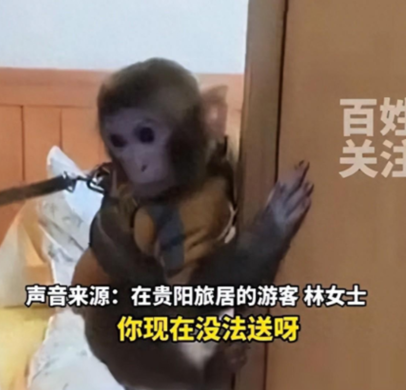 女子好心救下猕猴养了半年，想获得喂养权，却差点将自己送入牢中。
 
如果有一只刚