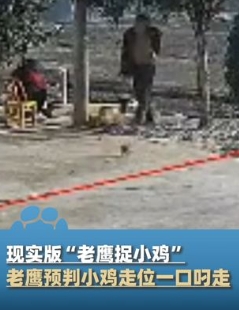 老鹰预判小鸡走位瞬间将其叼走