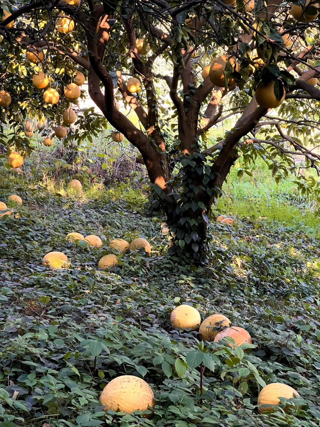 原来助农都是真的…
回老家看到老人们辛辛苦苦种的果树都没人收 果子熟透了烂在地里