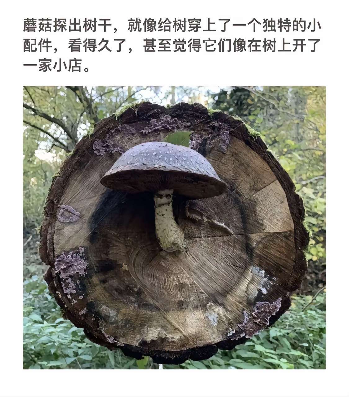 像给树穿上了一个独特的小配件