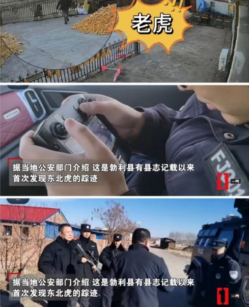 黑龙江一野生东北虎咬伤人