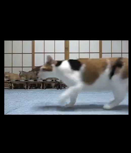 还回来吃饭吗
