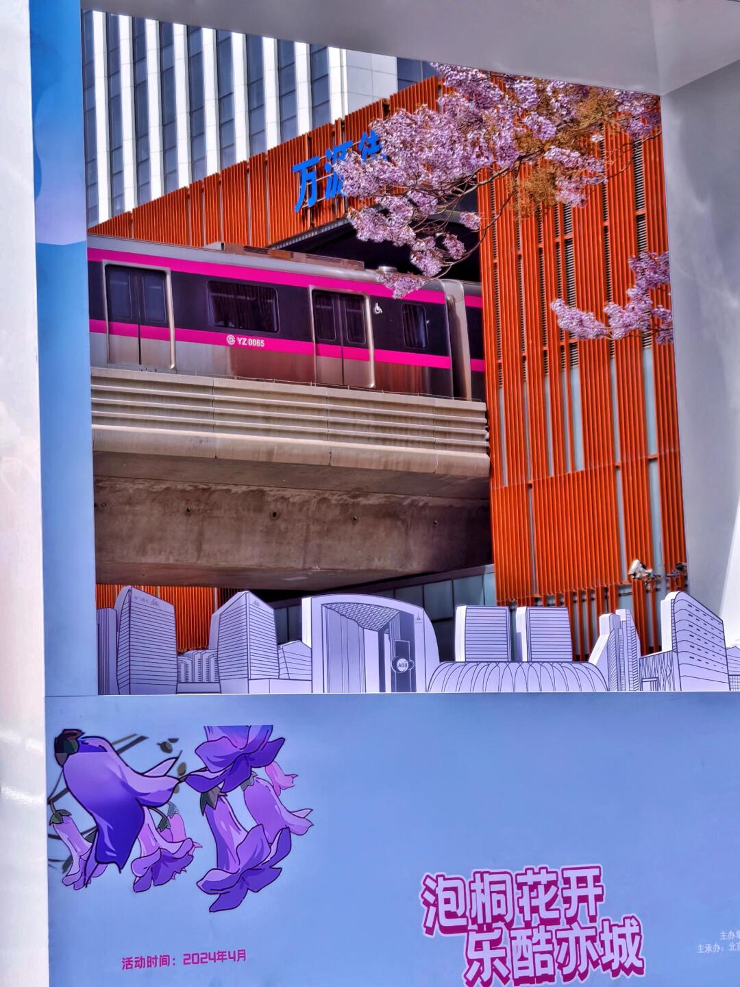 京城的紫色浪漫
