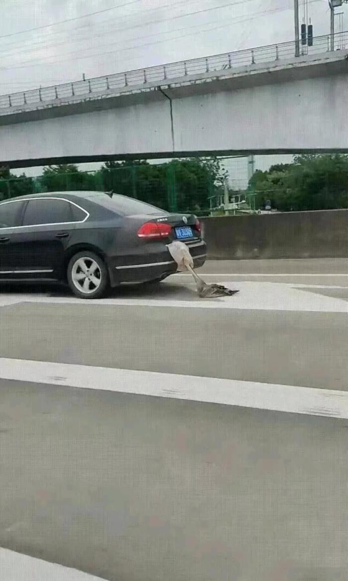 车主也太大意了，回家不怕脖子被扭断