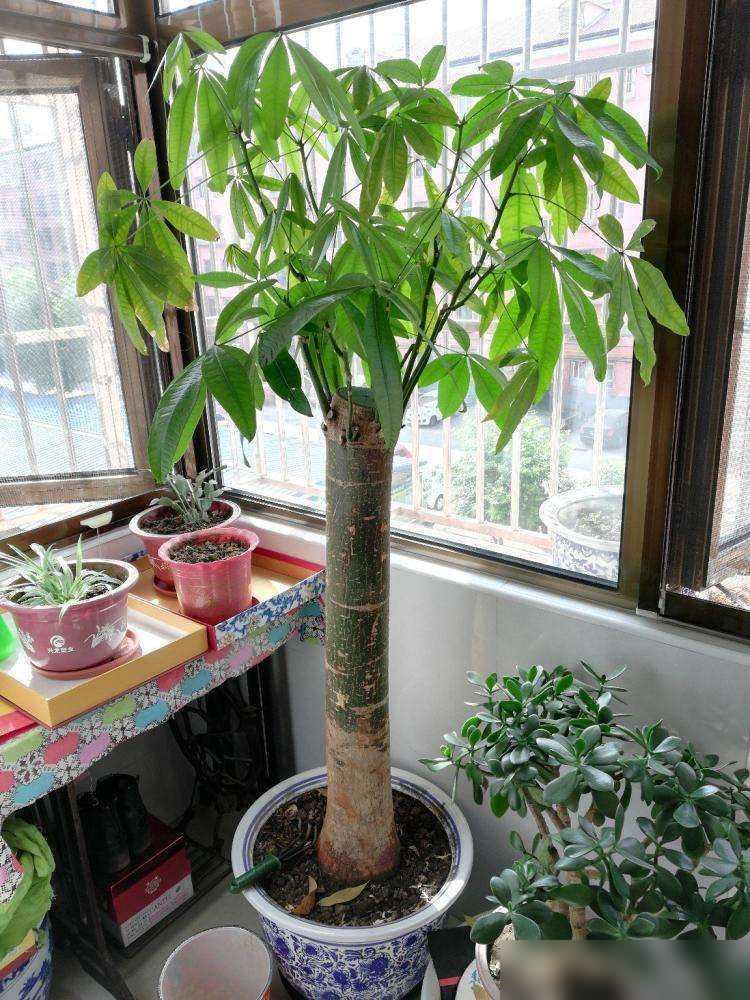 买花一时爽，7天“火葬场”！