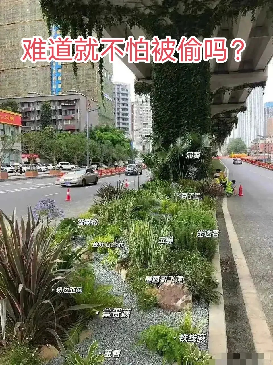 种点豌豆尖，你看有没人偷？