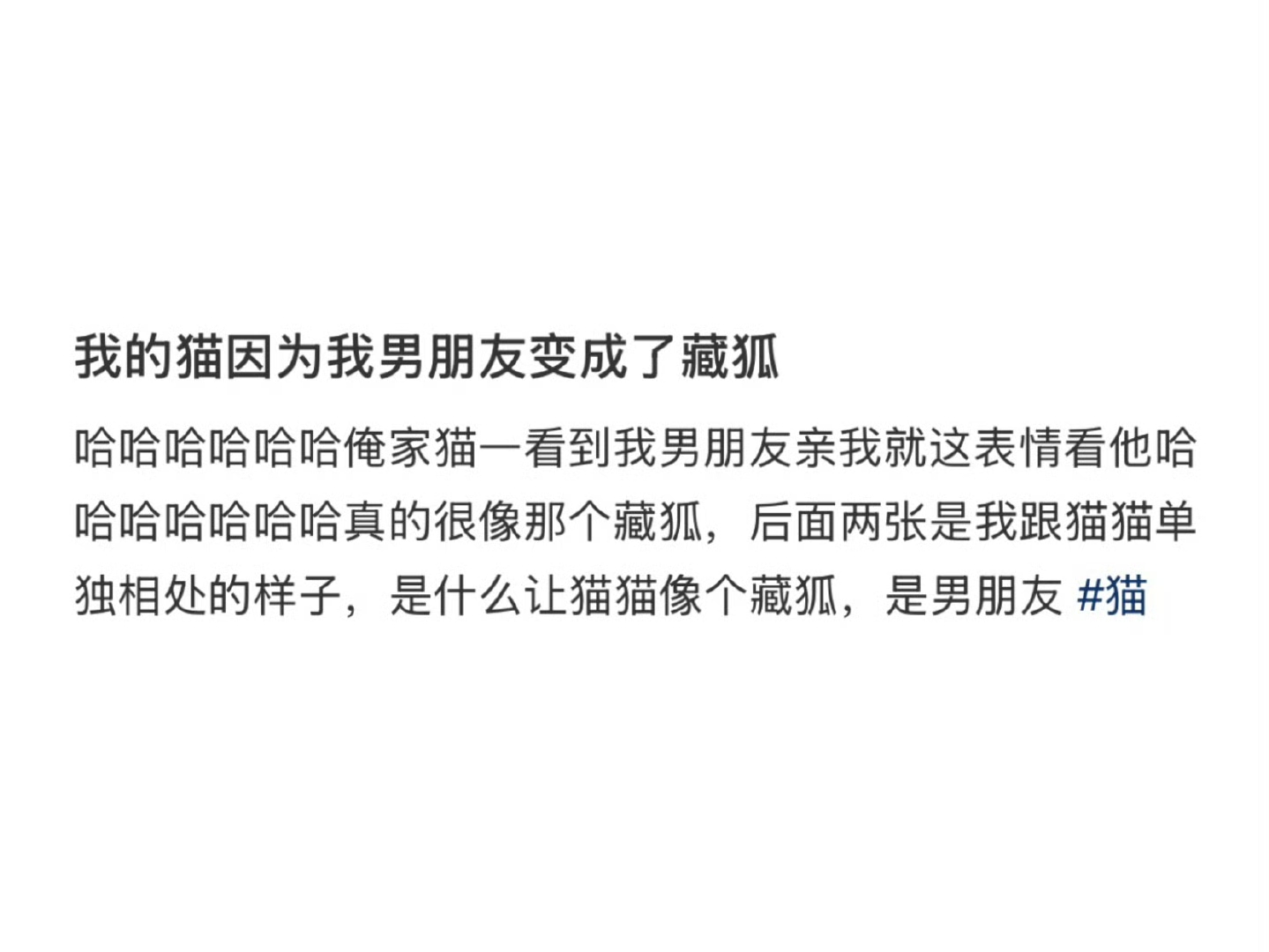 小猫因为男朋友变成了一只藏狐
