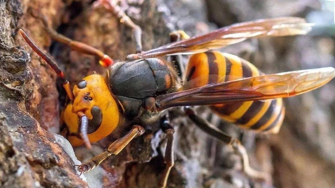 古人经验：夏季要避开的三种动物