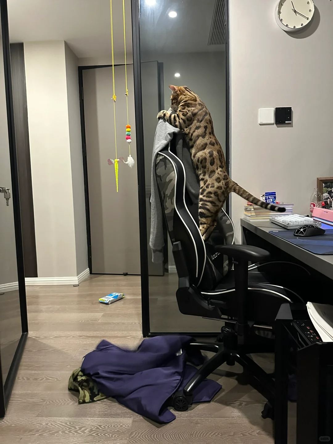 就这么悄然无息地长成了大块头…
好长好长的豹猫一条#孟加拉豹猫