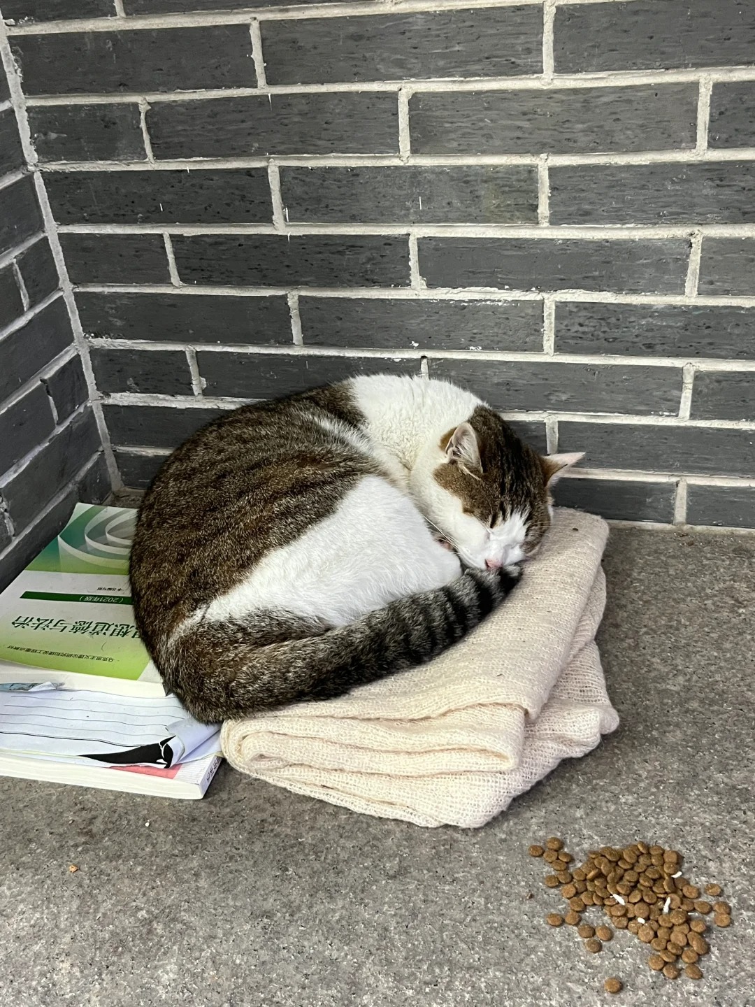 小猫要多信任人类才会睡得这么香🐱
宿舍楼门口角落不长🍄只长🐱
人：走出走进