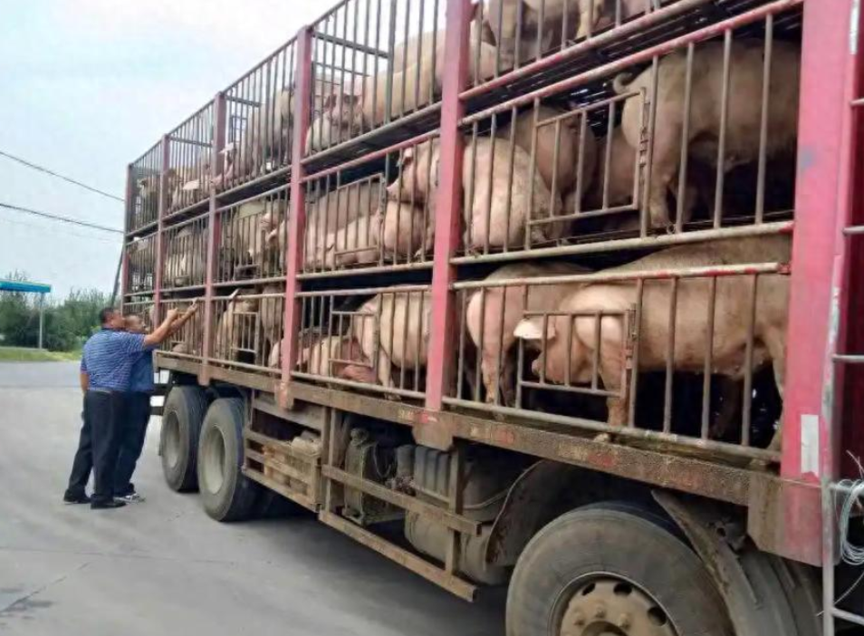 2023年，云南昭通，四川绵阳，男子运输购买的生猪时，被某检查站拦下，以没有生猪