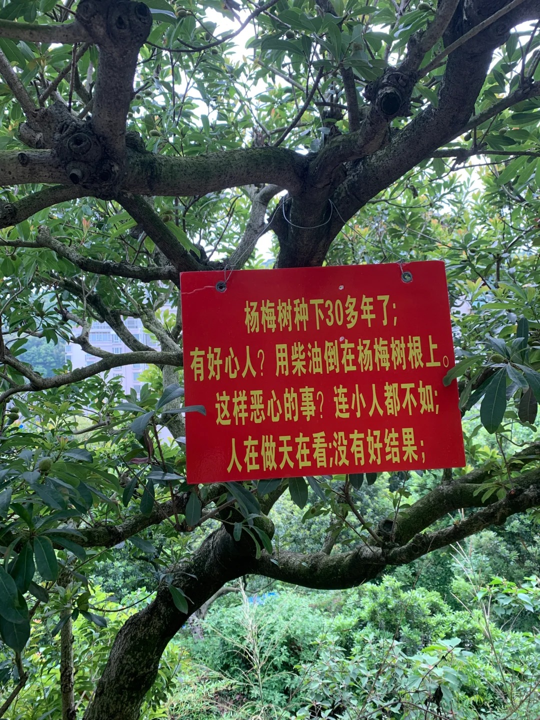 爬山的时候竟然看到这个！！！