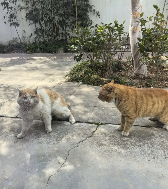 月子中心外面有一个小花园，花园里有许多流浪猫，每到夜间，便能听到猫咪打架嚎叫的声