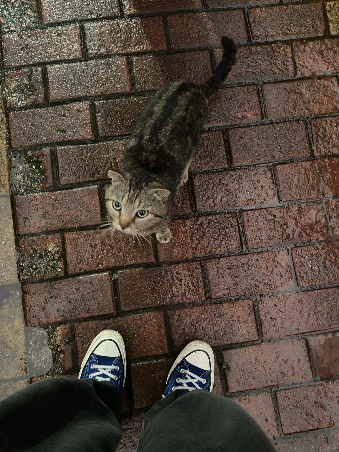 路上遇到一只很聪明的小猫（学长
回宿舍的路上遇到只会往伞下钻的学长 太聪明了吧也