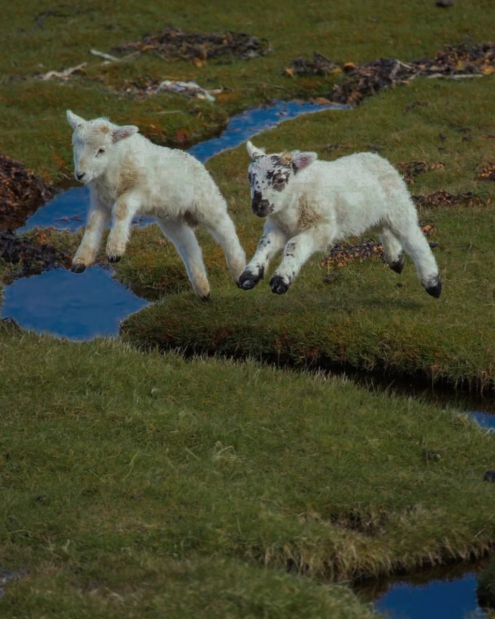 🐑“越过今天”
