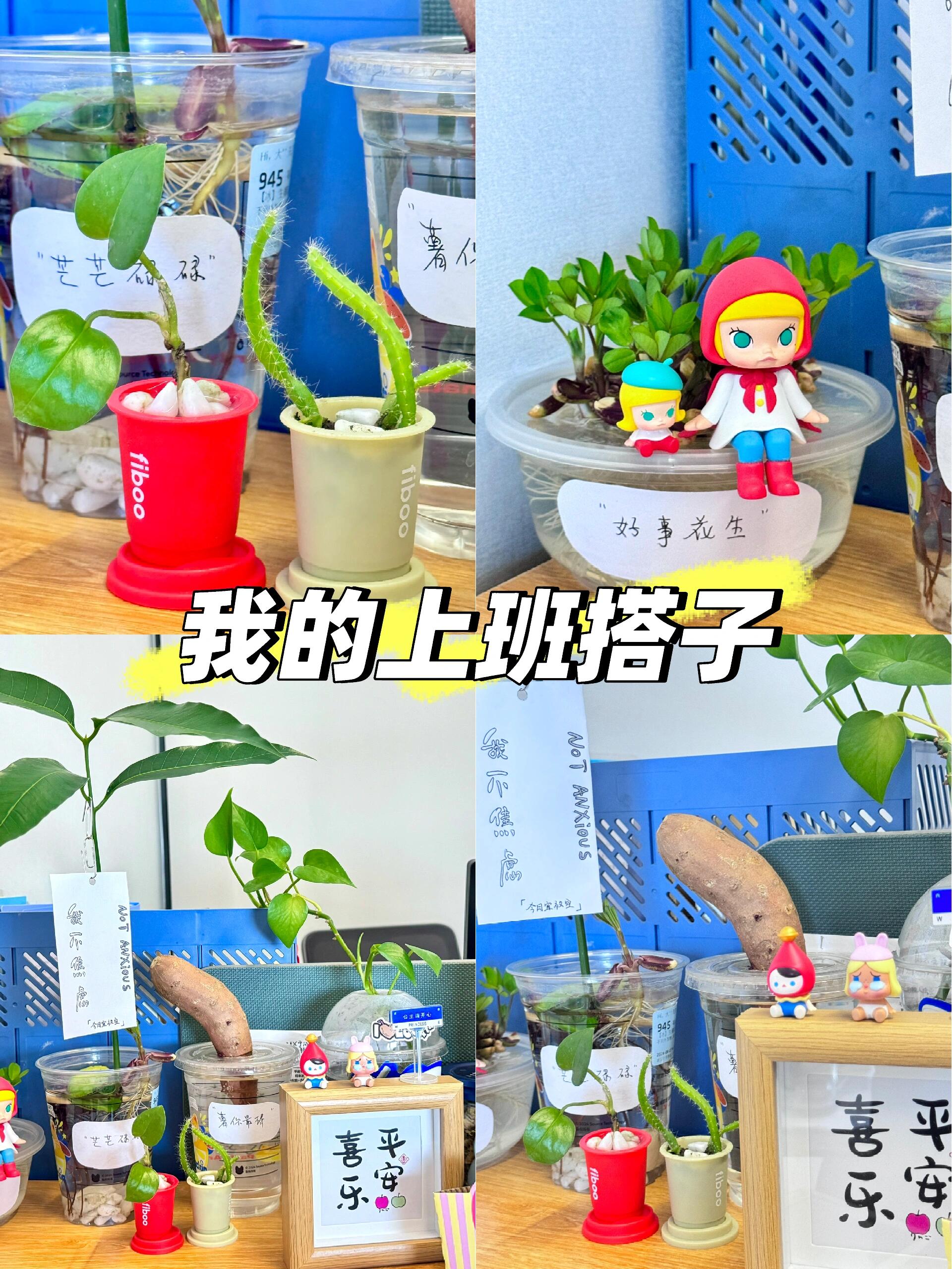 水培小森林，塑料盒的大妙用