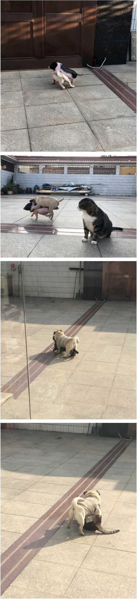 很明显，狗狗才是那只交际花