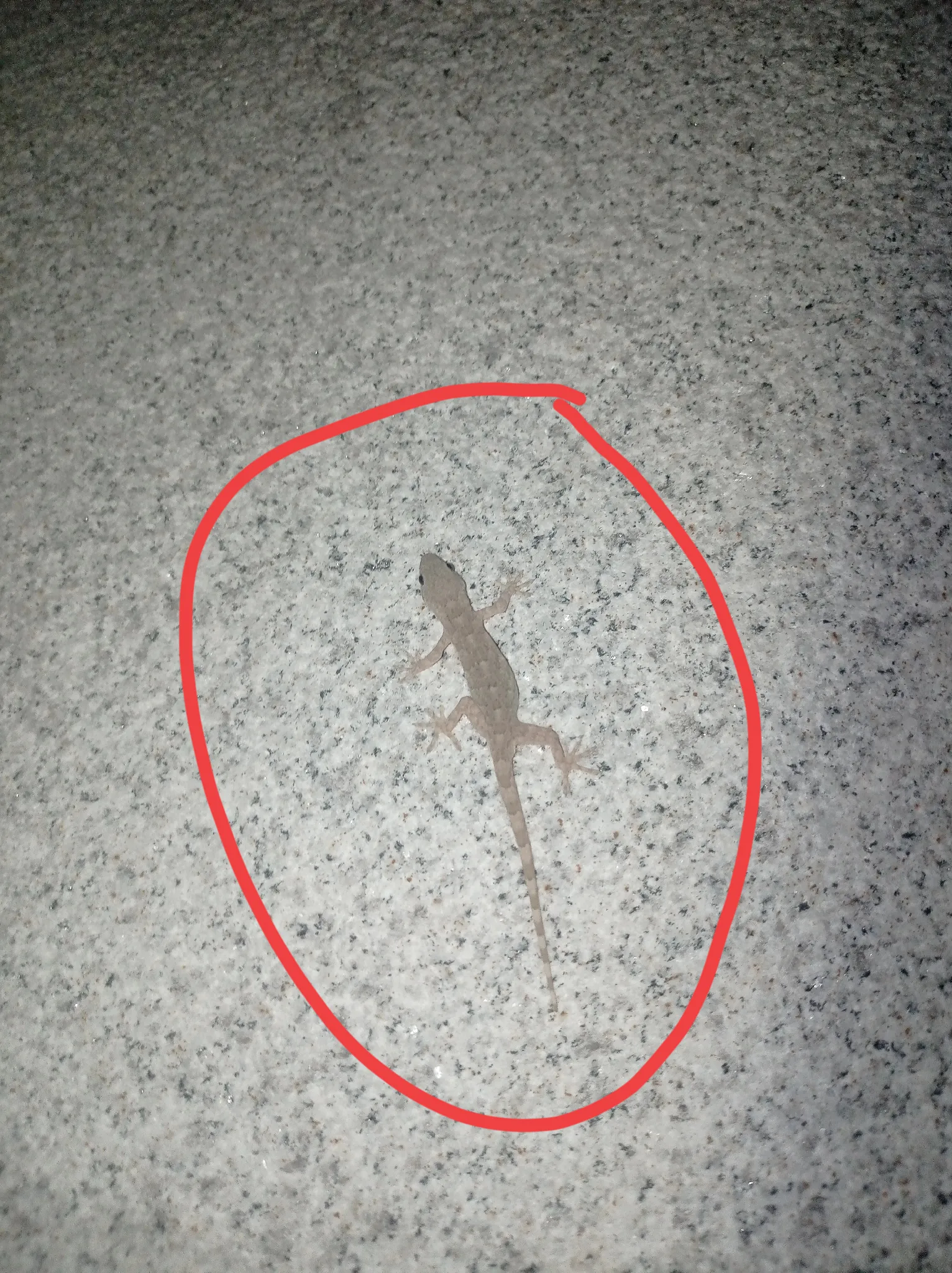 被它咬了挂什么科？