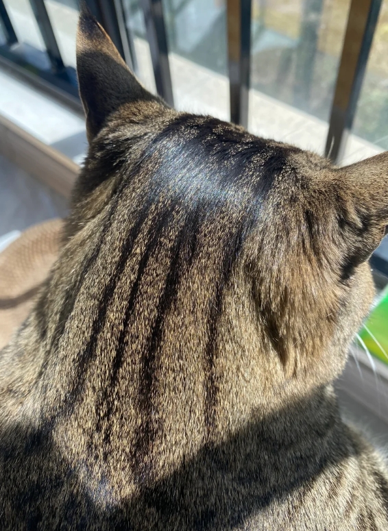 这小猫头油的我都不想摸啦！请问你家的猫也这样吗？