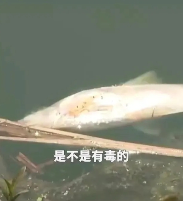 滁河水质出现污染，出现鱼虾大量死亡，百姓们人心惶惶，这河水臭气熏天，会不会影响我