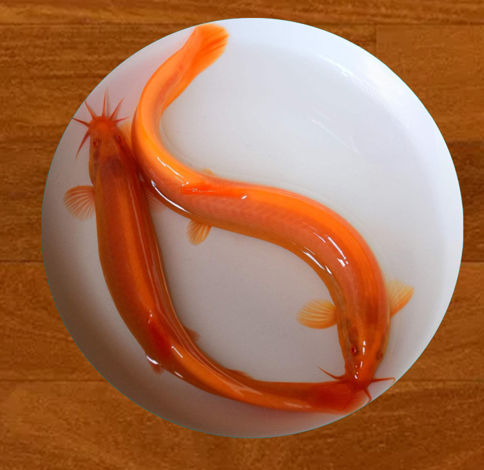黄金泥鳅长得也太快了，现在长太大了应该怎么处理？